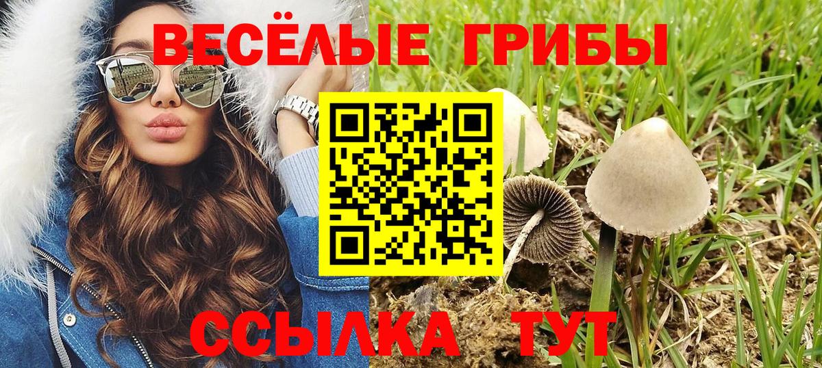 Псилоцибиновые грибы Psilocybe  Вход с VPN  Лесосибирск 